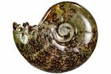 Polished, Agatized Ammonite (Cleoniceras) - Madagascar #110518-1